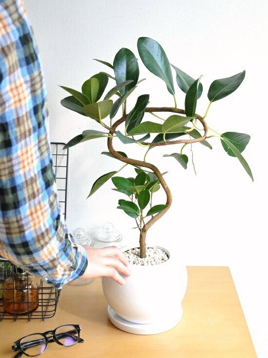 楽天市場】フランスゴム（大葉曲がり） 白色 特大 丸型陶器鉢 S字