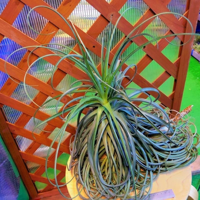 チランジア ／ ライラックスパイアー (T.'Lilac Spire') ☆12/12企画 |