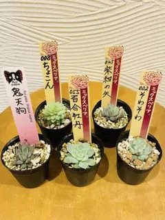 2026年最新】おらいさん苗 そわそわの人気アイテム - メルカリ